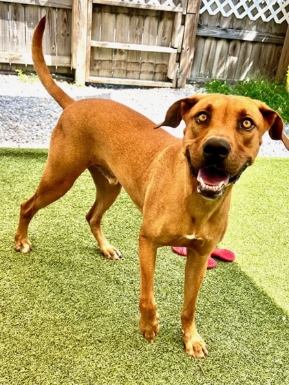 Rusty, an adoptable Redbone Coonhound, Mixed Breed in Port Saint Joe, FL, 32456 | Photo Image 3