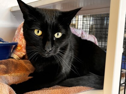 Arrow, an adoptable Domestic Short Hair in Denver, CO, 80204 | Photo Image 2