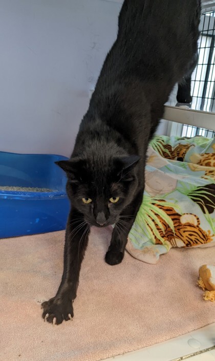 Arrow, an adoptable Domestic Short Hair in Denver, CO, 80204 | Photo Image 3