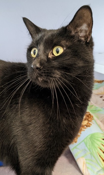 Arrow, an adoptable Domestic Short Hair in Denver, CO, 80204 | Photo Image 4