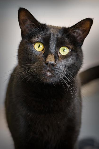 Arrow, an adoptable Domestic Short Hair in Denver, CO, 80204 | Photo Image 1