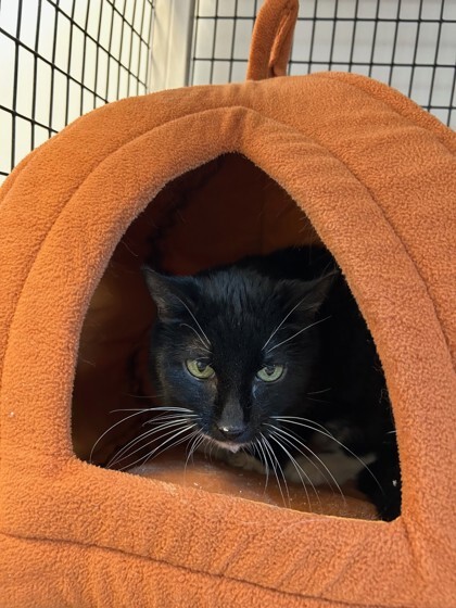 Stella, an adoptable Domestic Short Hair in Denver, CO, 80204 | Photo Image 3