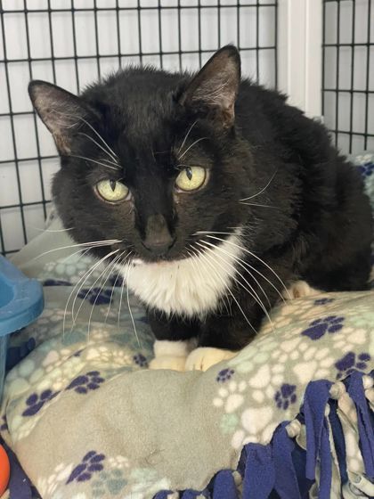 Stella, an adoptable Domestic Short Hair in Denver, CO, 80204 | Photo Image 1