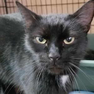 Taylor, Adult Female unknown