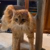 Charlie