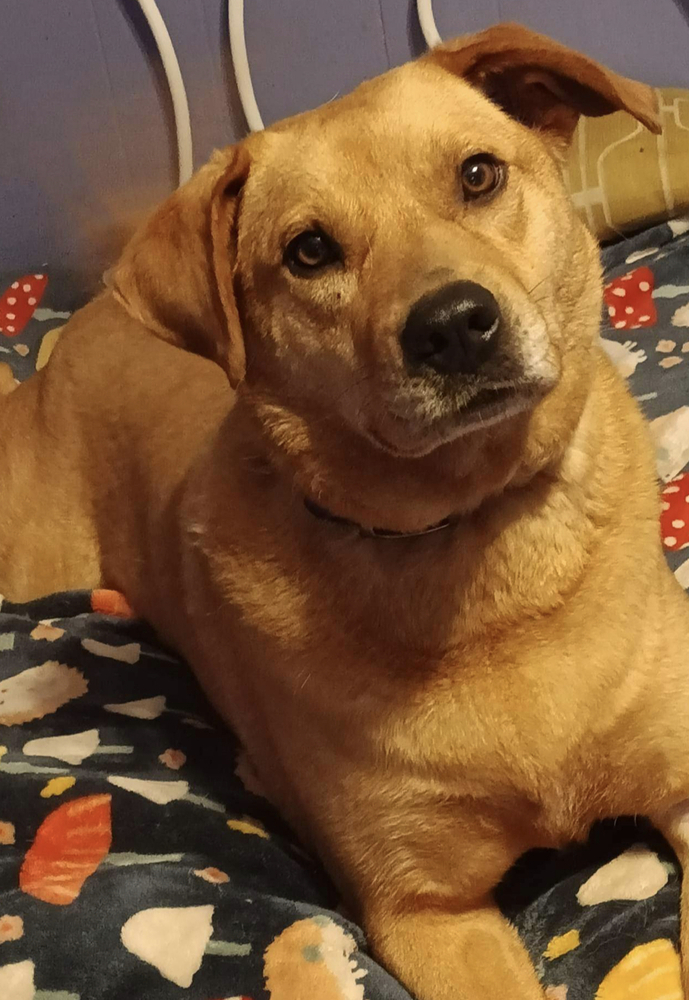 Molly, an adoptable Labrador Retriever in Sharon, VT, 05065 | Photo Image 1