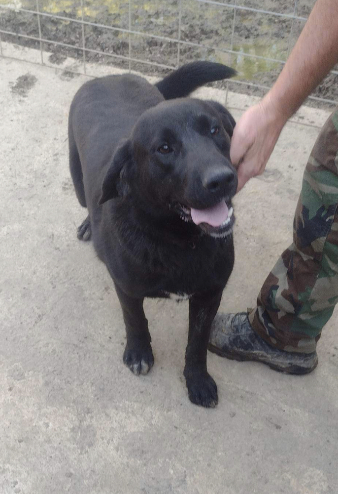 Stephan, an adoptable Labrador Retriever in Sharon, VT, 05065 | Photo Image 1