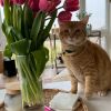 Hitch (FIV+)