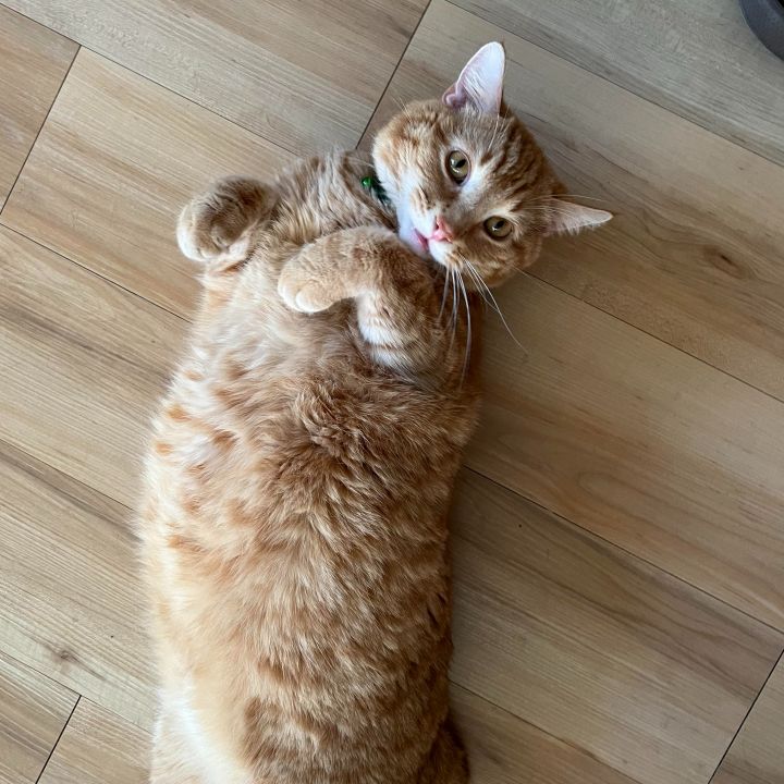 Hitch (FIV+)  4
