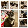 Penguin, Raven & Owl (Bonded Trio)