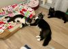 Penguin, Raven & Owl (Bonded Trio)