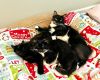 Penguin, Raven & Owl (Bonded Trio)