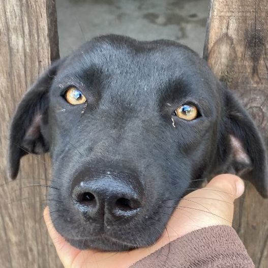 Blackie, an adoptable Black Labrador Retriever in Tupper Lake, NY, 12986 | Photo Image 1