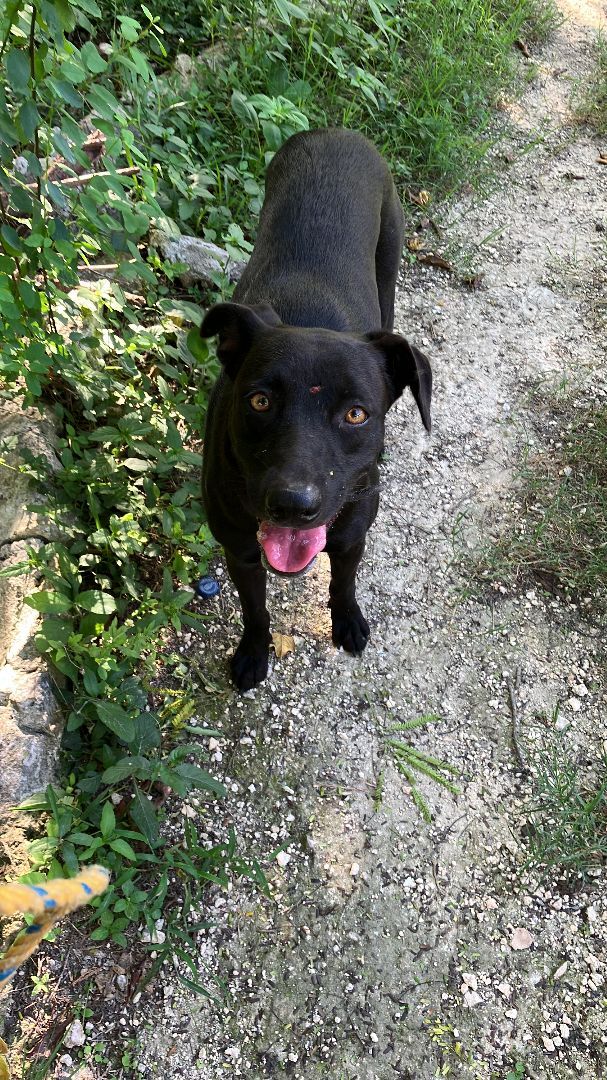 Blackie, an adoptable Black Labrador Retriever in Tupper Lake, NY, 12986 | Photo Image 4