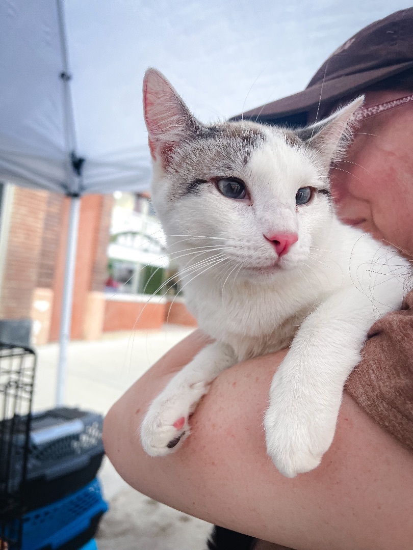 Snowflake , an adoptable Snowshoe in Price, UT, 84501 | Photo Image 2