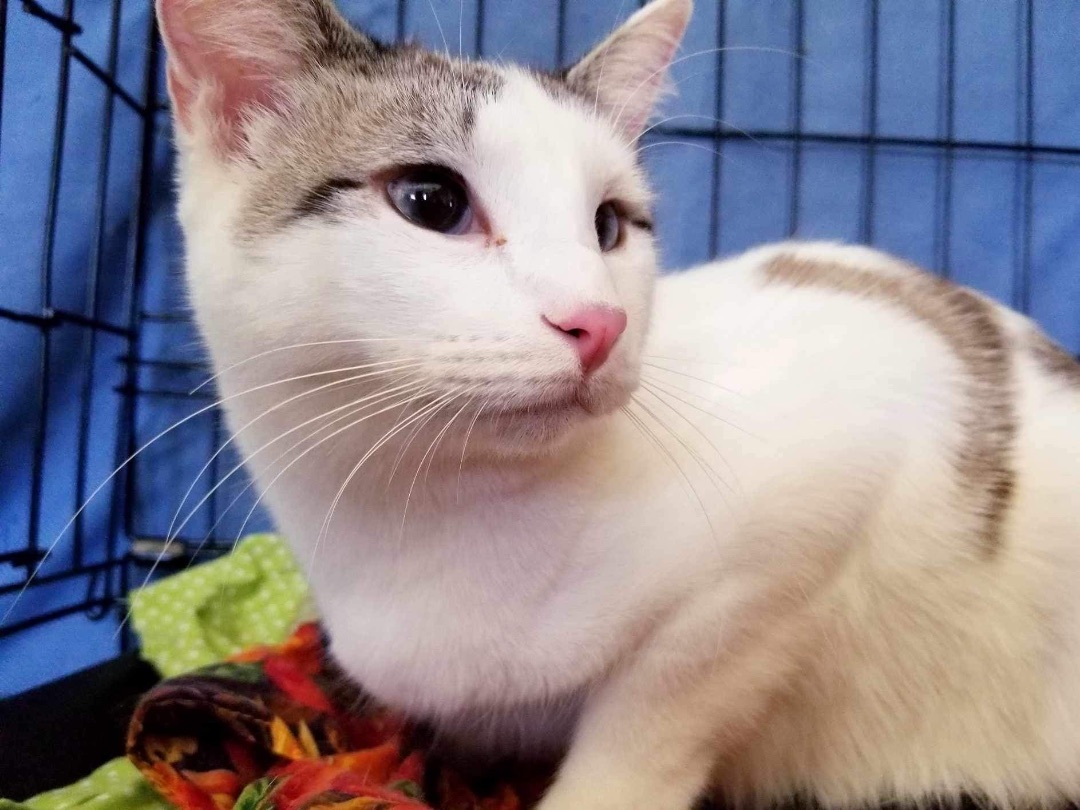 Snowflake , an adoptable Snowshoe in Price, UT, 84501 | Photo Image 3