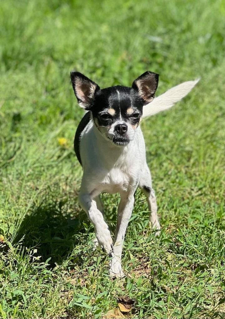 Daisy , an adopted Chihuahua Mix in Portland, OR_image-1