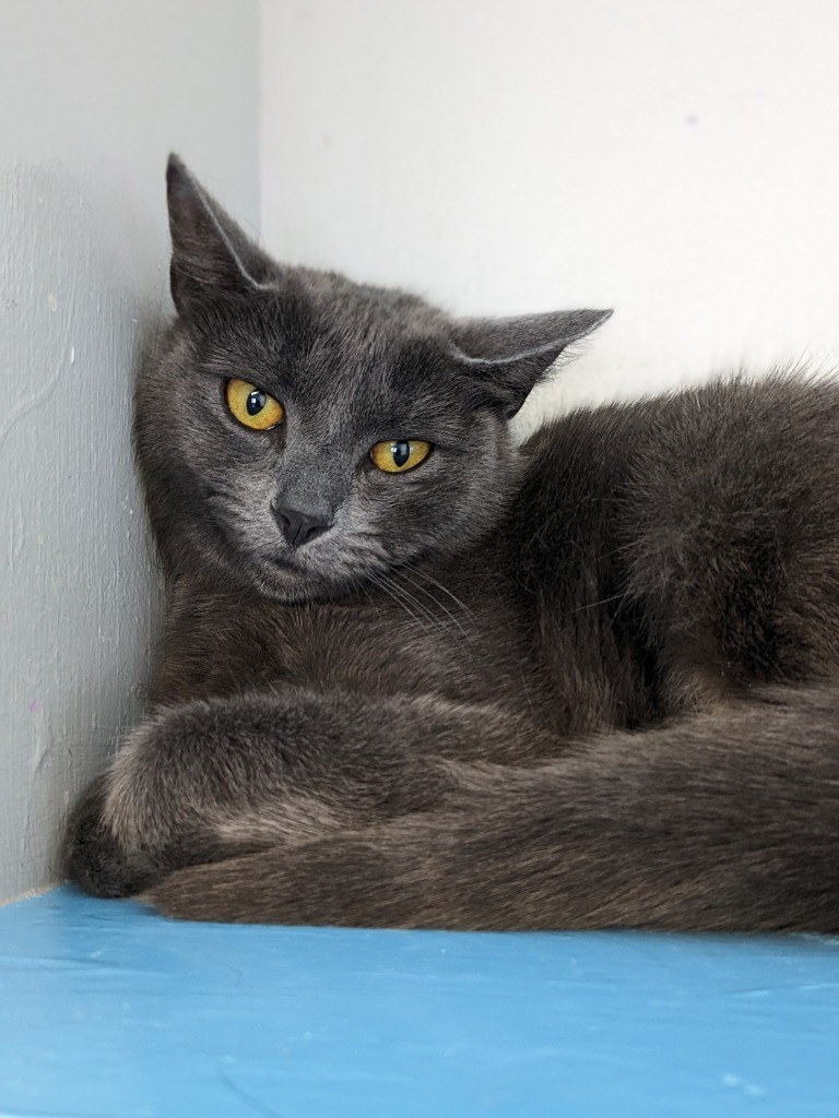 Marris, an adoptable Domestic Short Hair in Glenfield, NY, 13343 | Photo Image 3