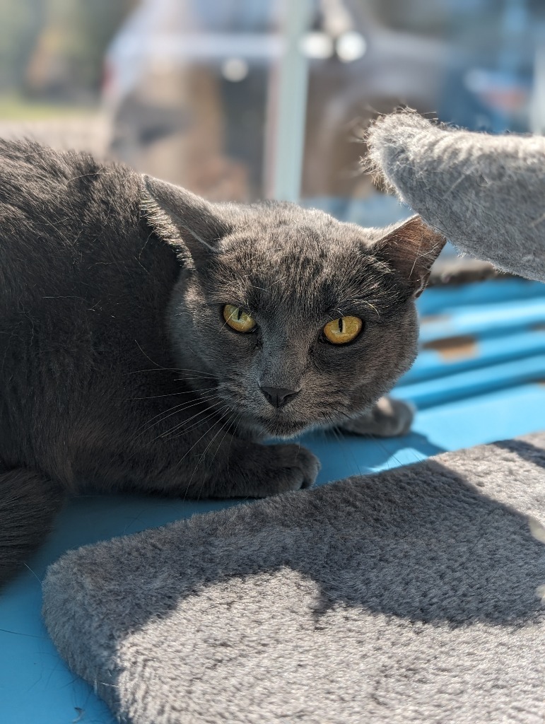 Marris, an adoptable Domestic Short Hair in Glenfield, NY, 13343 | Photo Image 6