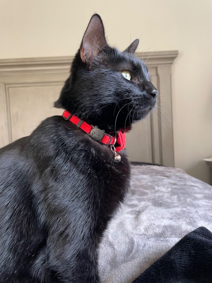 Cat for adoption Yoshi, a Domestic Short Hair in Kansas City, MO