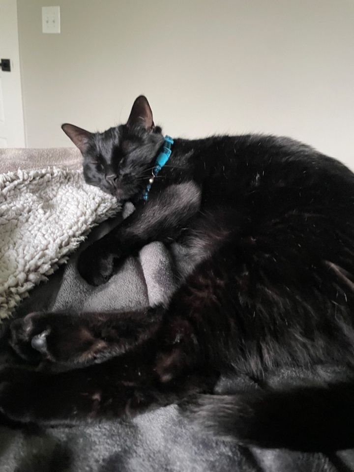 Cat for adoption Yoshi, a Domestic Short Hair in Kansas City, MO