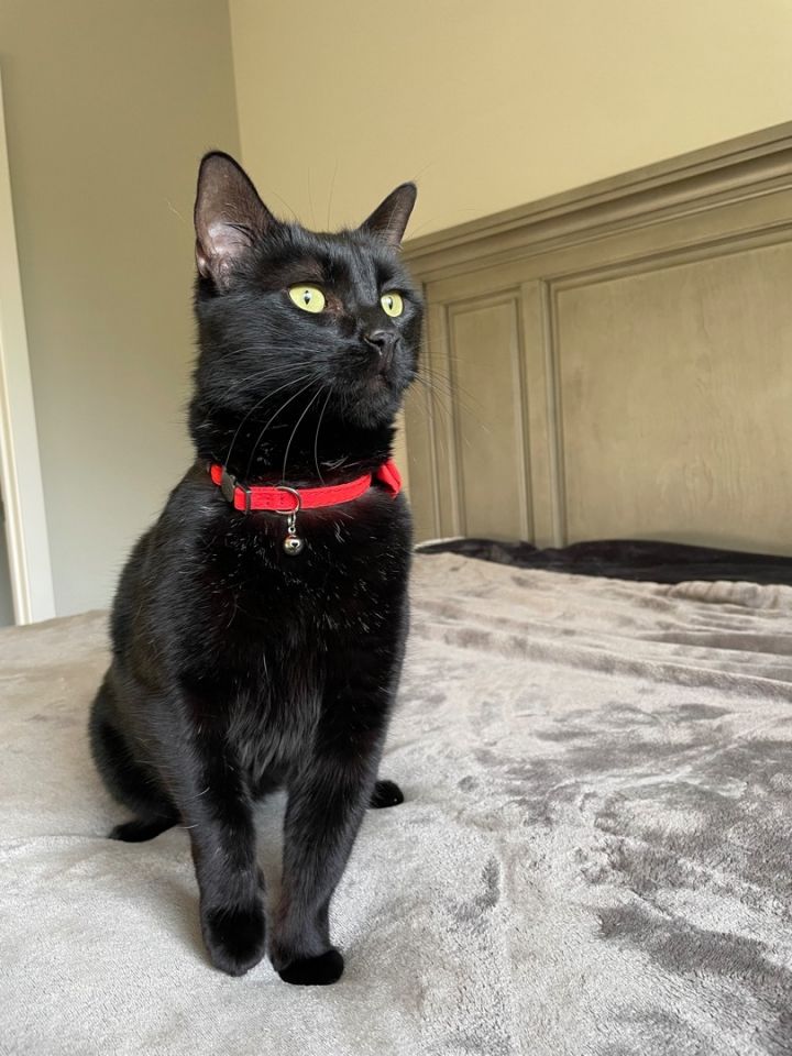 Cat for adoption Yoshi, a Domestic Short Hair in Kansas City, MO