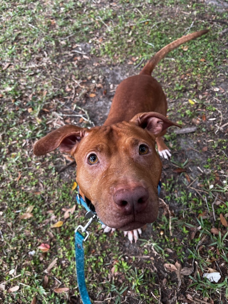 Zeus, an adoptable Mountain Cur, Mixed Breed in Lakeland, FL, 33813 | Photo Image 2