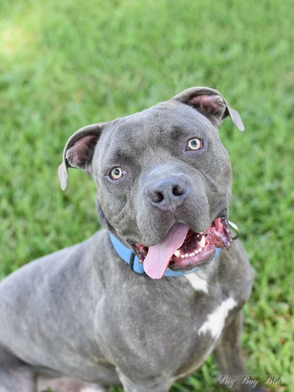 Blue pit puppies for hot sale adoption