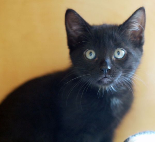 PEPPER