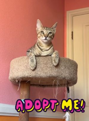 Maui  Tabby Cat