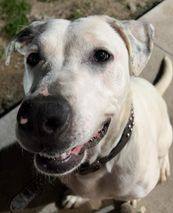 Bodhi, an adoptable Pit Bull Terrier in Sioux City, IA, 51103 | Photo Image 4