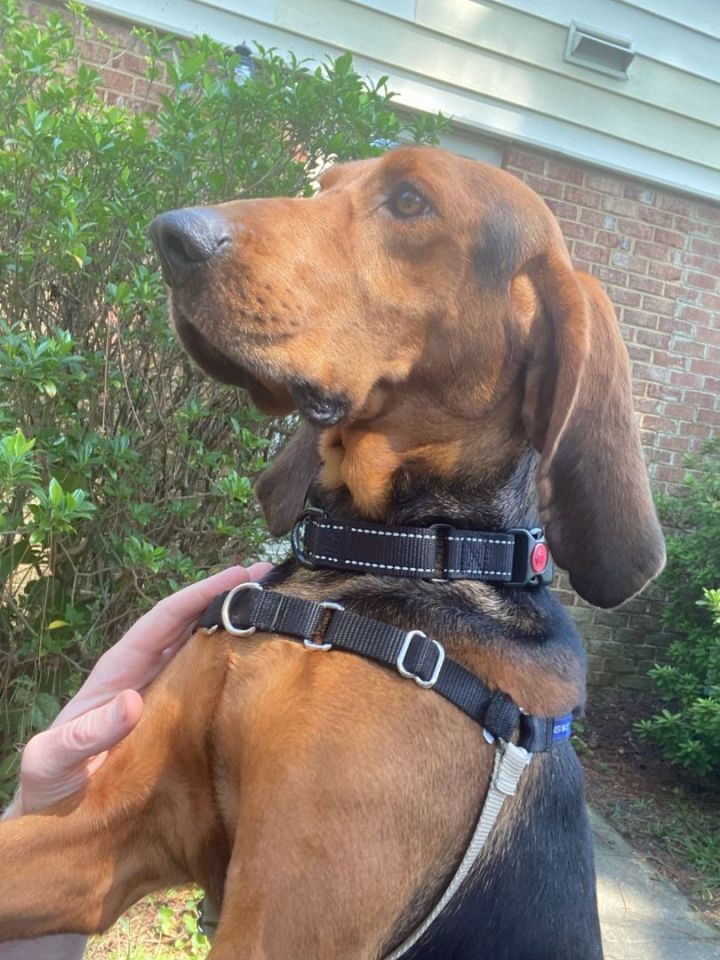 Dog for adoption Brodie a Coonhound Redbone Coonhound Mix in