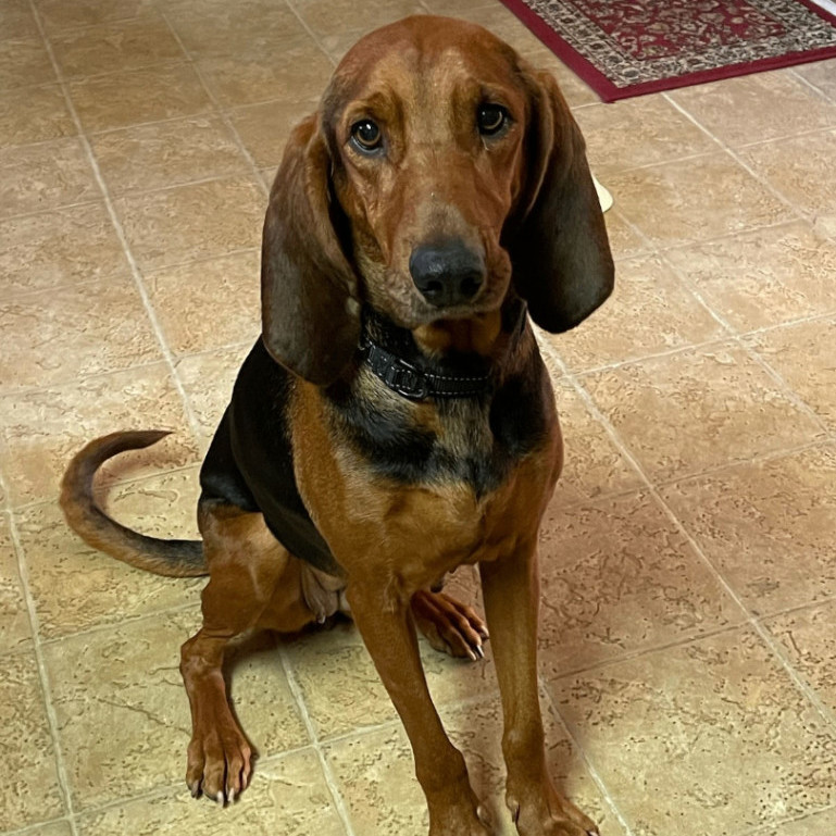 Dog for adoption Brodie a Coonhound Redbone Coonhound Mix in