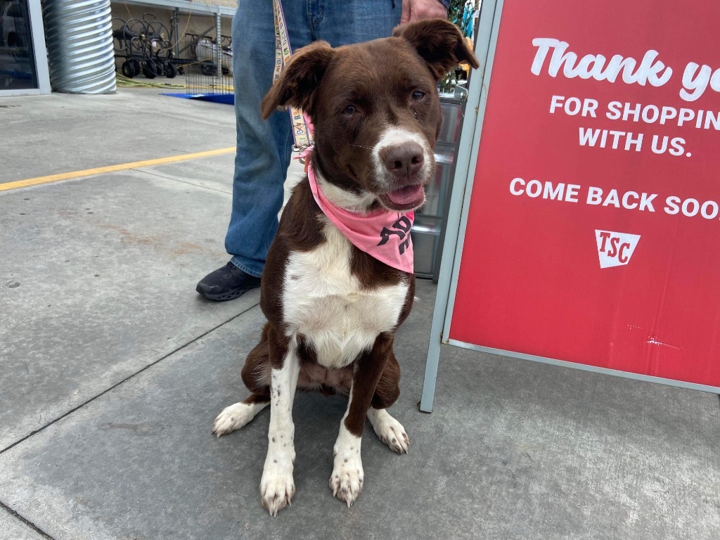 Lightning, an adoptable Catahoula Leopard Dog in Hartsville, SC, 29550 | Photo Image 5