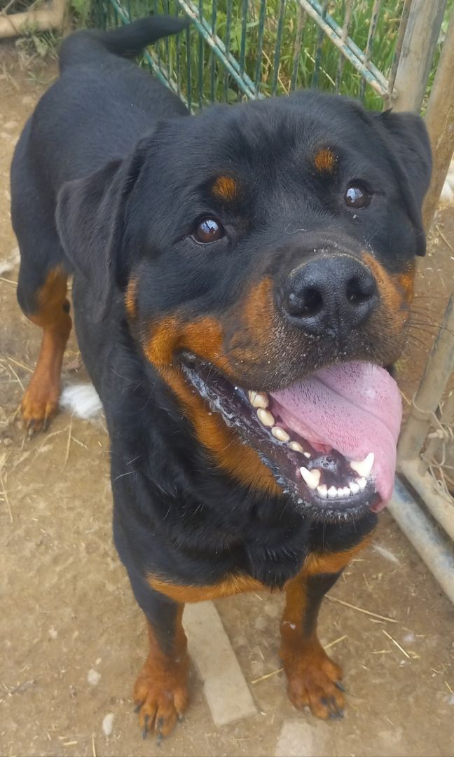 Petfinder rottweiler hot sale