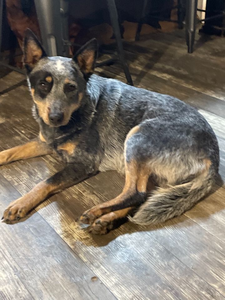 Cattle dog 2024 full grown