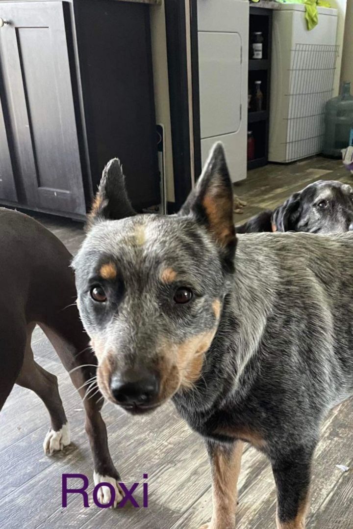 Blue heeler for 2024 adoption near me