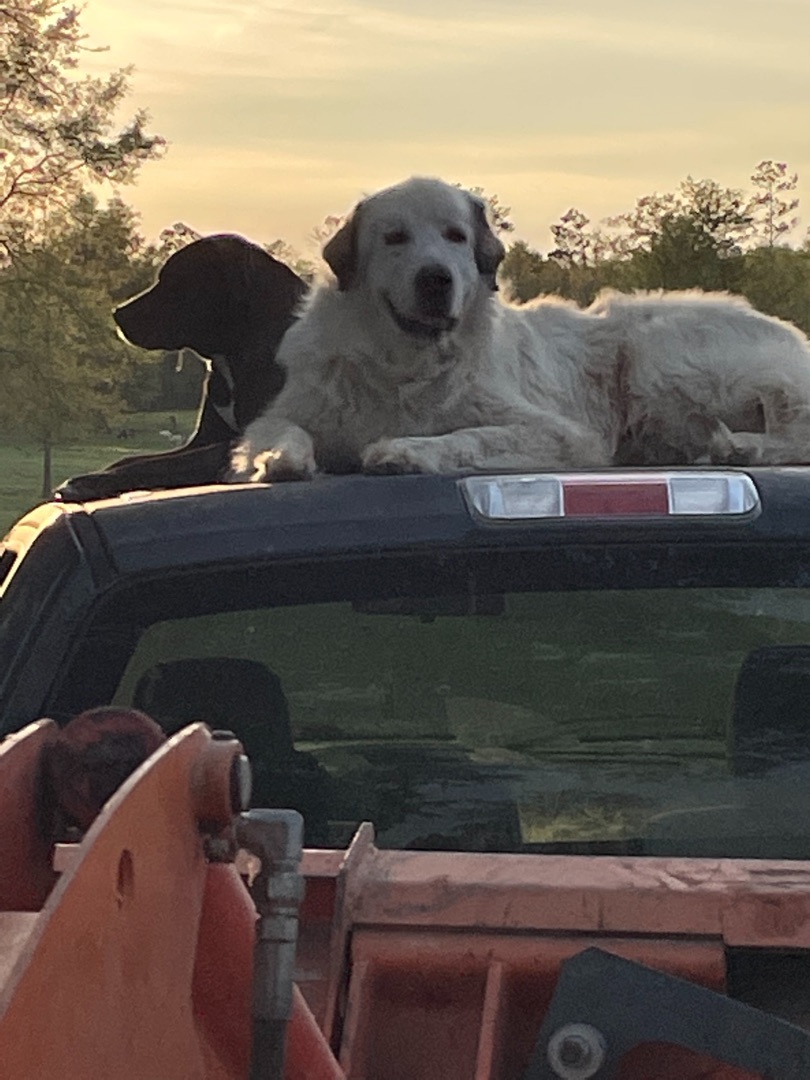 Rescue To The Max Llc