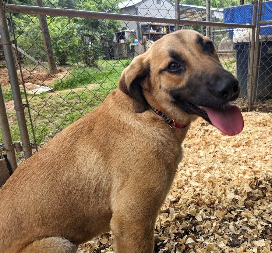 german shepherd black mix