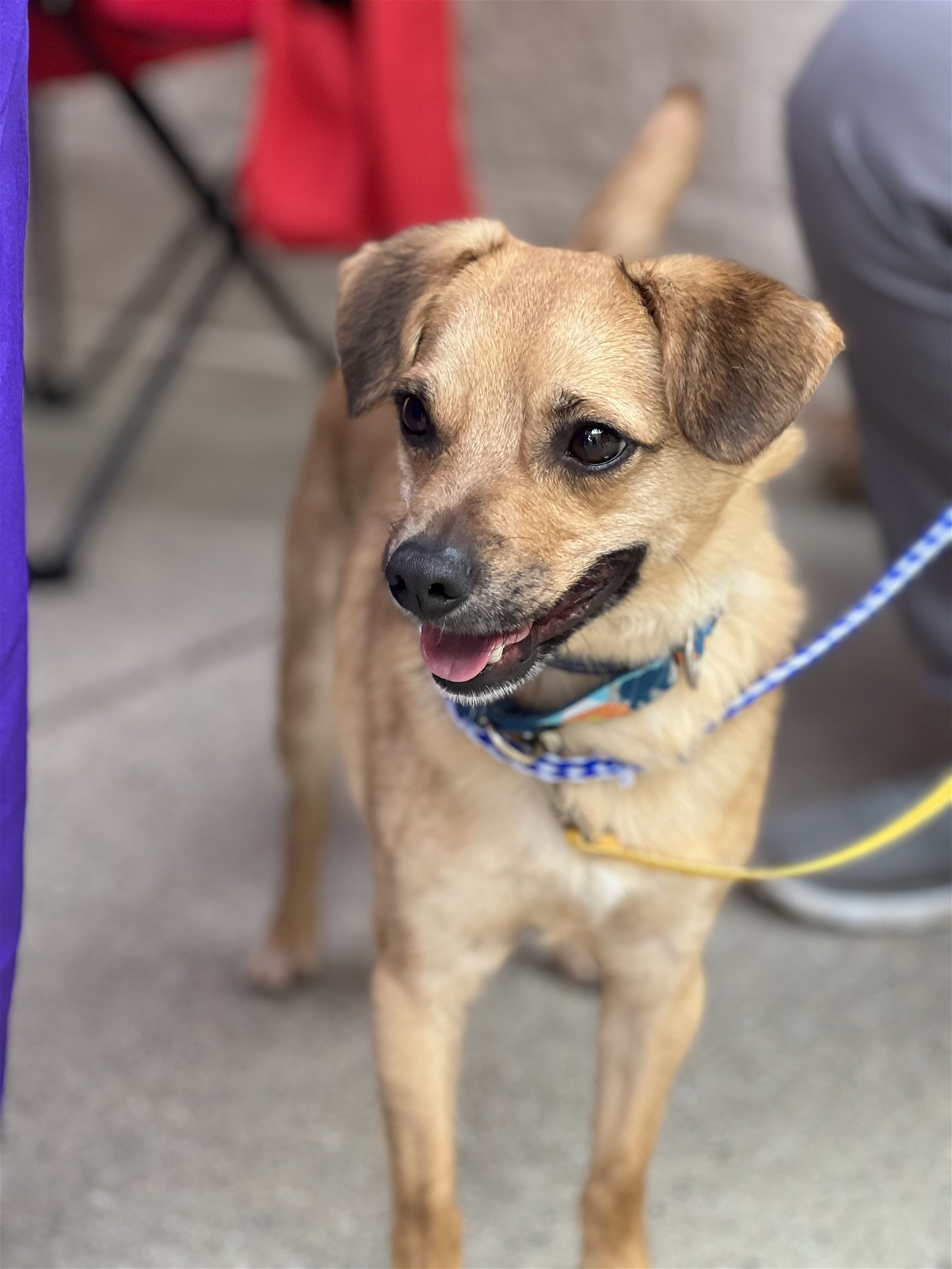 Crash, an adoptable Feist, Chihuahua in Snow Camp, NC, 27349 | Photo Image 1