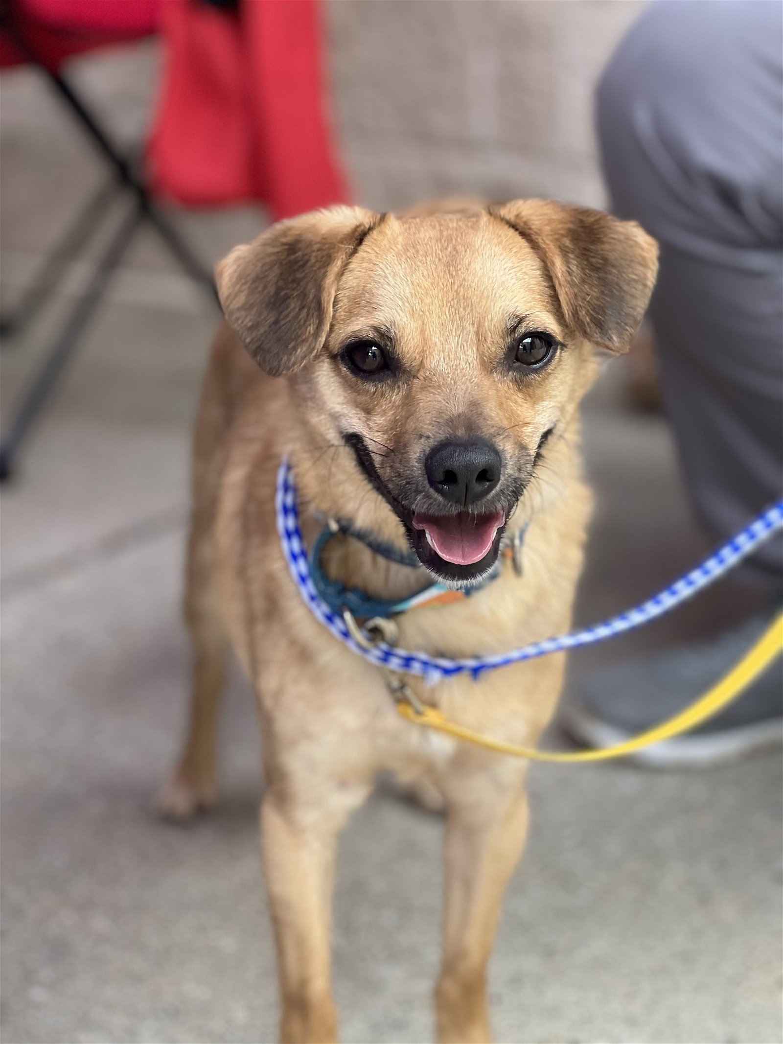 Crash, an adoptable Feist, Chihuahua in Snow Camp, NC, 27349 | Photo Image 2