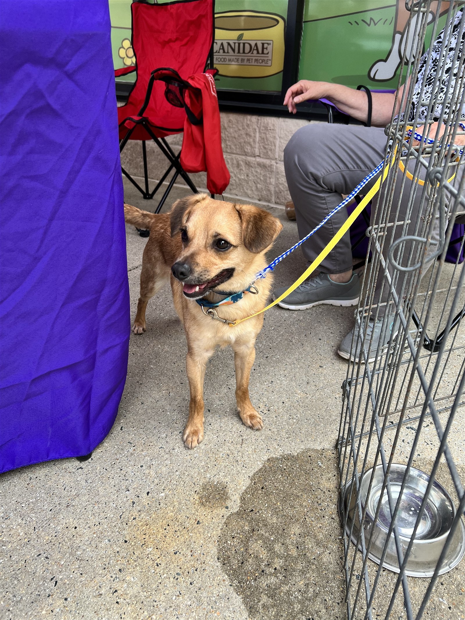 Crash, an adoptable Feist, Chihuahua in Snow Camp, NC, 27349 | Photo Image 3