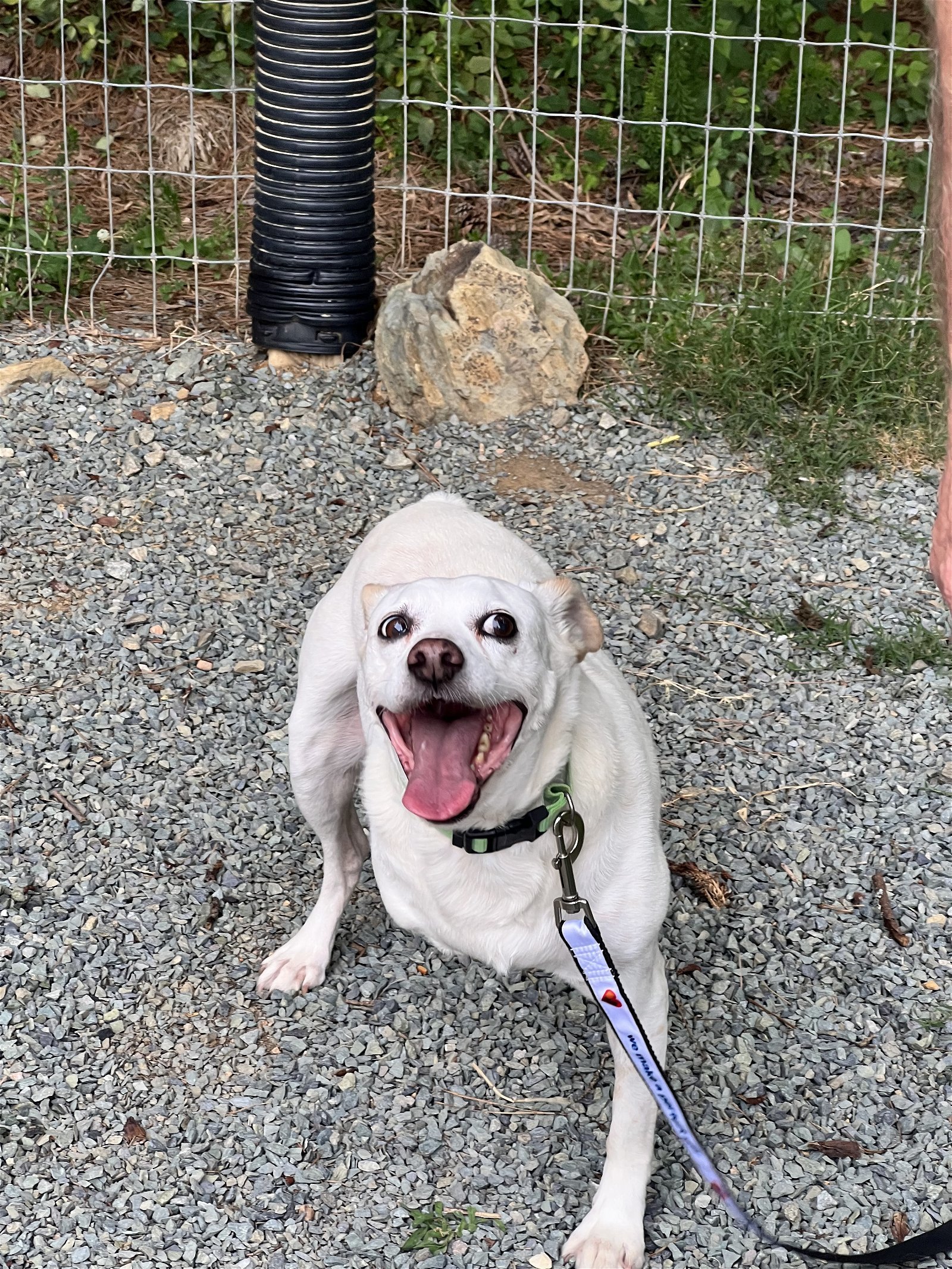 Blitz, an adoptable Mixed Breed in Snow Camp, NC, 27349 | Photo Image 2