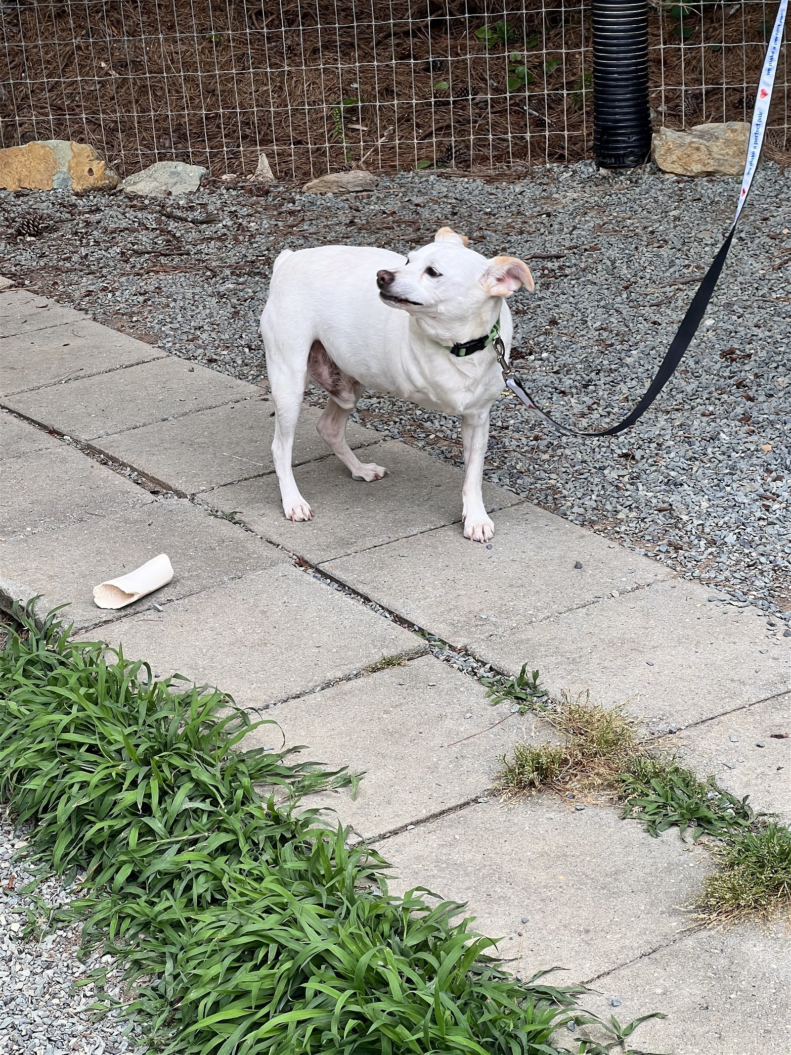 Blitz, an adoptable Mixed Breed in Snow Camp, NC, 27349 | Photo Image 3