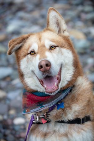 PHOENIX Alaskan Malamute Dog