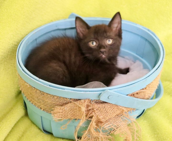 Blackie, an adoptable Bombay & Domestic Short Hair Mix in Saint Augustine, FL_image-2