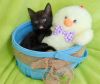 Blackie