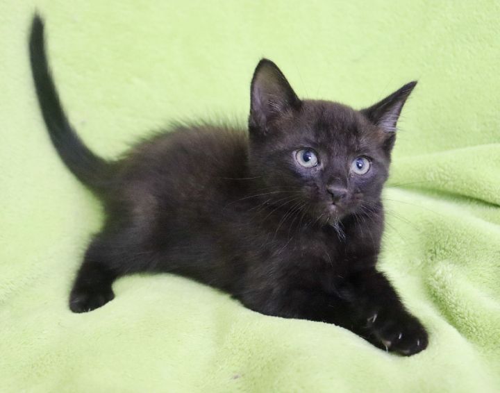 Blackie, an adoptable Bombay & Domestic Short Hair Mix in Saint Augustine, FL_image-5