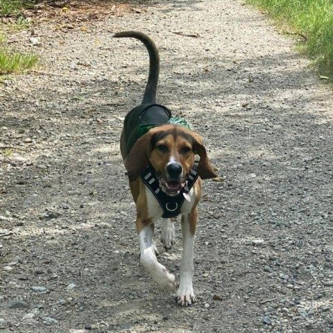 Autumn, an adoptable Coonhound in Lions Bay, BC, V0N 2E0 | Photo Image 1