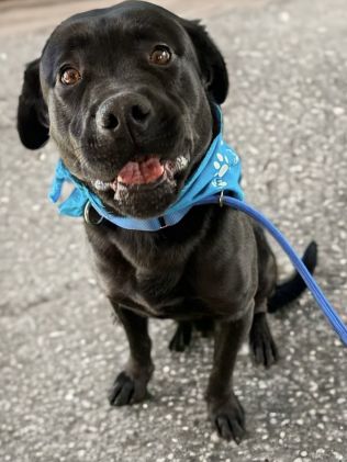 Dog for Adoption - Kane, a Cane Corso Mastiff in Manville, NJ